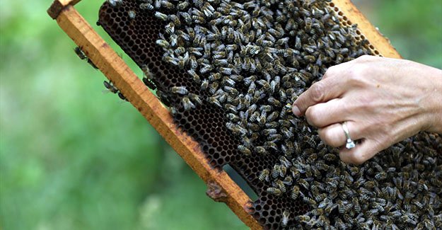 Kestane balı rekoltesinde yüzde 80 azalma