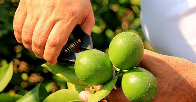 Mersin'de limon hasadı başladı