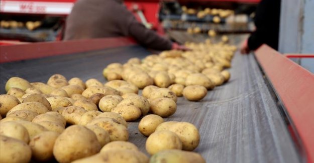 Patates üreticileri ihracat teşviki bekliyor